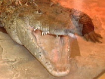 American Crocodile with mouth open