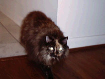 A large long-haired black and brown cat