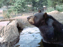 Black Bear