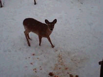 Deer feeding outside our back door.