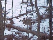 Deer walking away from our house.