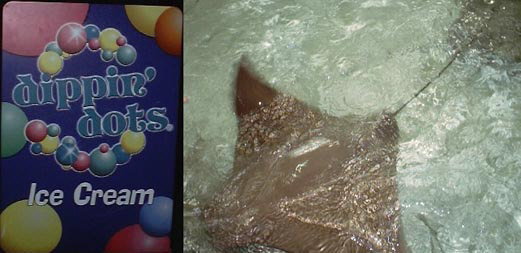 Dippin' Dots Sign and Ray from tank at Tropicana Field