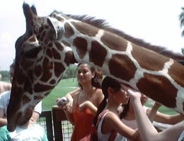 Giraffe