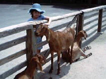 Miranda petting goats