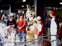 Hat Trick, a dog of the Norfolk Admirals, dressed in 1800 naval style