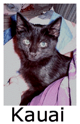 Kauai, a black kitten