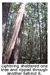 Lightning shattered one tree and ripped through another behind it.