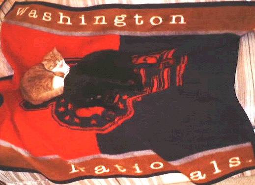 Ishtar and Kauai on Washington Nationals blanket