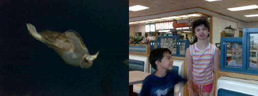 Sea turtle on the left. Ian, Miranda and Victoria on the right.